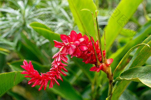 红色的姜植物植物花园西方古巴