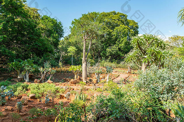 国家植物花园比勒陀利亚南非洲植物南部非洲
