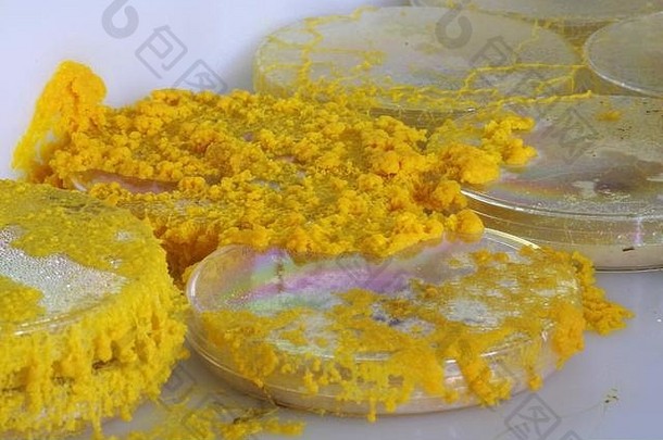 黄色的黏液模具绒泡菌polycephalum日益增长的网络琼脂佩特里菜生物学实验室项目苏格兰