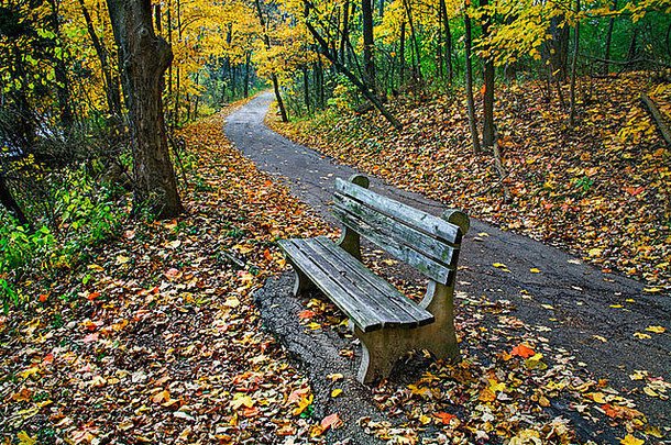 走路径公园板凳上在才华横溢的颜色多雨的秋天一天沙龙森林西南俄亥俄州美国