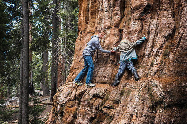 孩子们攀爬树红杉资本国家公园加州美国