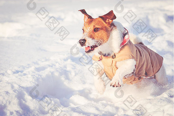 冬天场景狗运行雪阳光明媚的冷一天
