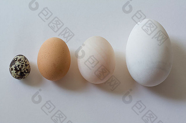 鹅鸭鹌鹑母鸡蛋