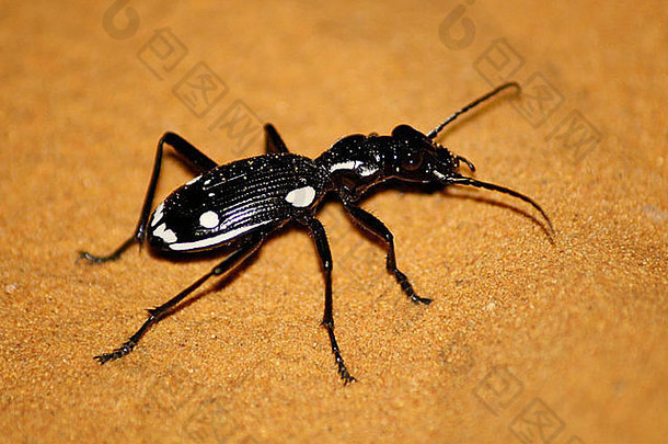 甲虫非常切比沙漠金沙摩洛哥