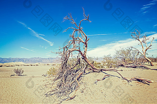 干树沙子沙丘自然背景死亡谷沙漠美国