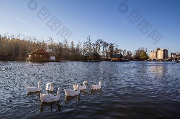 集团白色<strong>鸭子游泳</strong>河甜他们城市中心潘切沃最大的城市巴纳特地区伏伊伏丁那塞尔维亚人