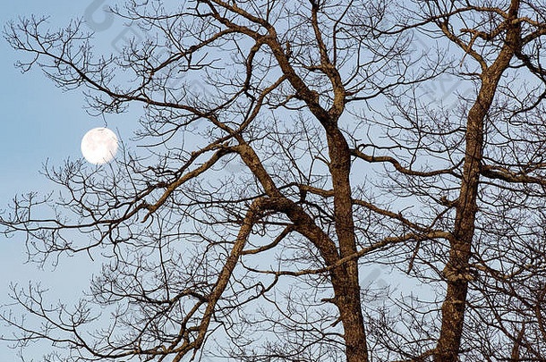 月亮树蓝色的脊百汇阿什维尔北卡罗莱纳美国