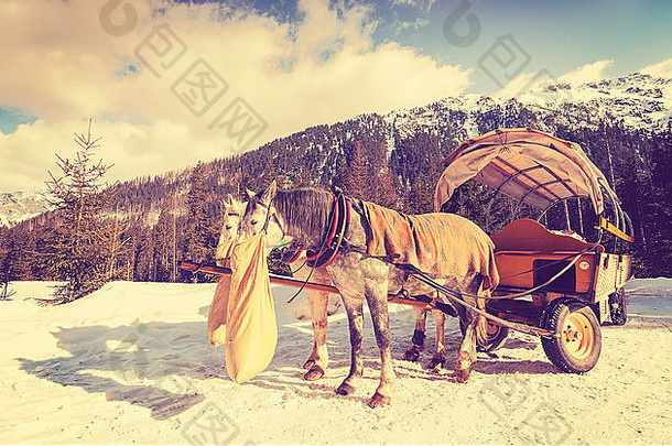 古董健美的马吃燕麦黄麻袋马车骑湖海产的奥科塔特拉山山波兰