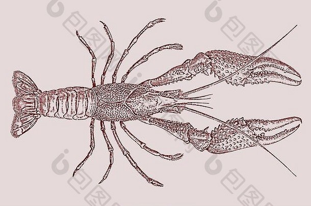 红色的沼泽小龙虾小龙虾procambarusclarkii前视图插图历史蚀刻光刻技术世纪