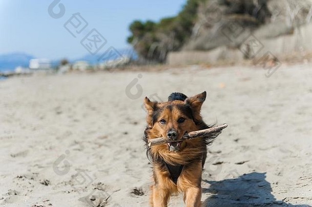 狗运行海滩坚持帕埃斯图姆海滩