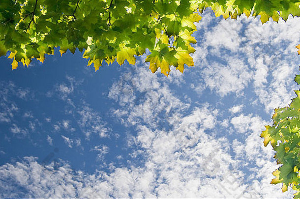 蓝色的天空白色云框架枫木叶子