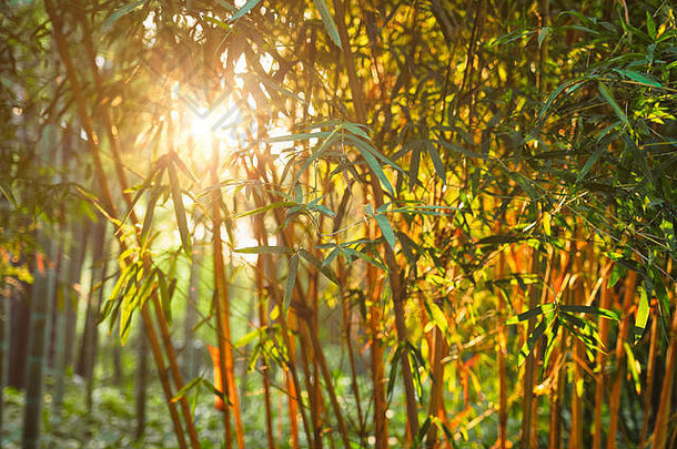 太阳闪亮的竹子叶子