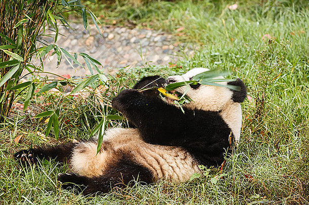 熊猫熊铺设回来吃成都研究基地巨大的熊猫繁殖中心四川中国