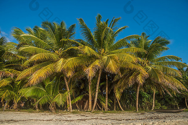 热带海滩椰子棕榈树