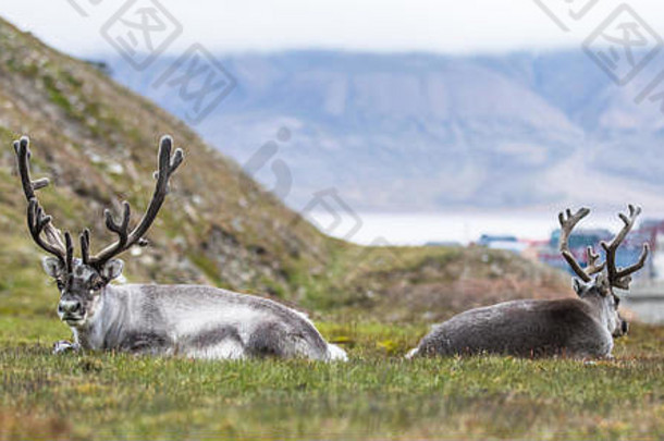 驯鹿休息晚上前面朗伊尔城斯瓦尔巴特群岛北极