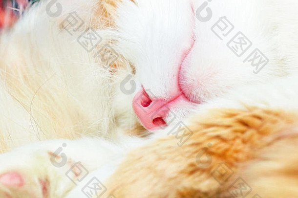 睡觉猫粉红色的鼻子关闭