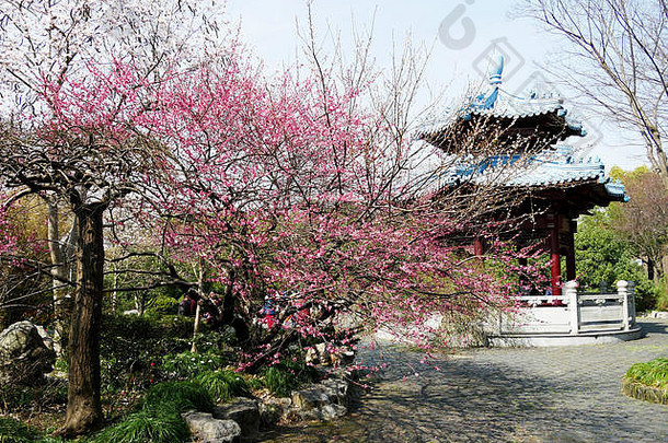 樱桃花朵中国人公园