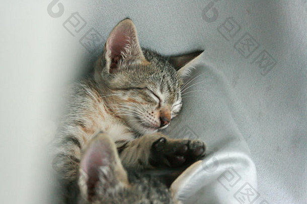 可爱的有趣的可爱的小猫猫关闭眼睛睡眠紧哥哥妹妹白色灰色的软布床上首页