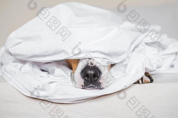 狗覆盖白色毯子宠物描绘睡眠懒惰的