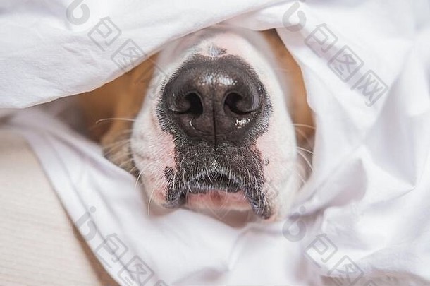 特写镜头图像狗口白色床上狗的鼻子棒毯子睡眠懒惰的概念