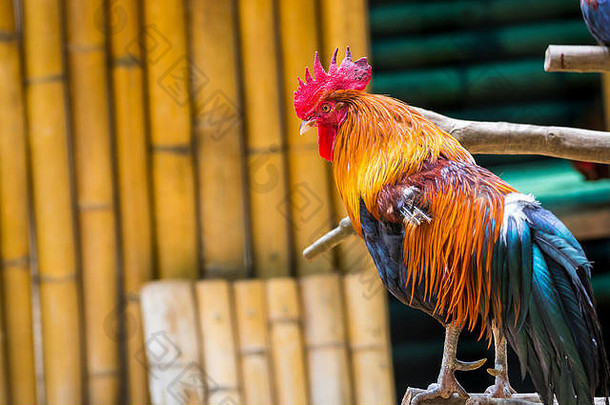 红色的丛林家禽热带鸟家庭雉科主祖国内鸡
