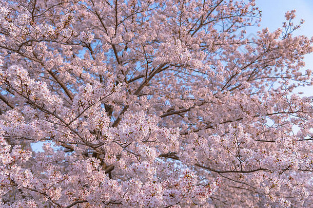 樱桃开花春天季节日本