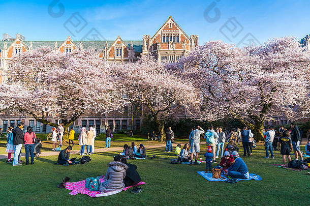 大学华盛顿西雅图washingto美国樱桃开花盛开的花园拥挤的