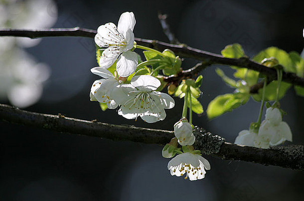 樱桃开花树字符串时间
