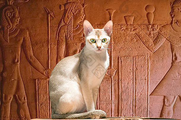 复合图像神圣的埃及寺庙猫古老的房间象形文字