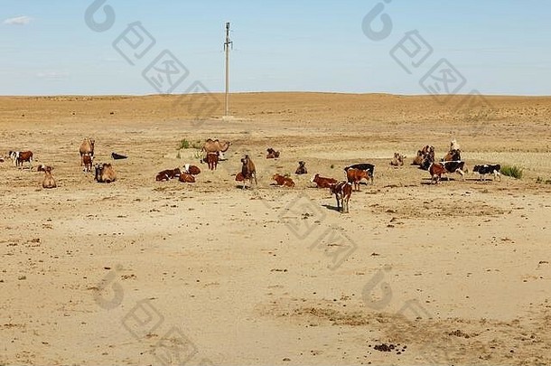 群牛骆驼牧场哈萨克斯坦咸海区克孜勒奥尔达地区