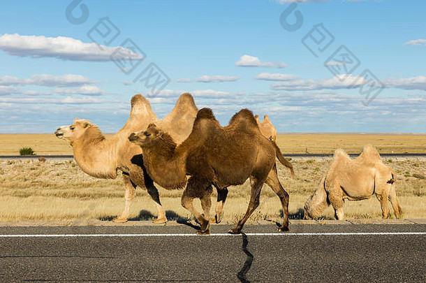 大夏的骆驼路戈壁沙漠蒙古中国