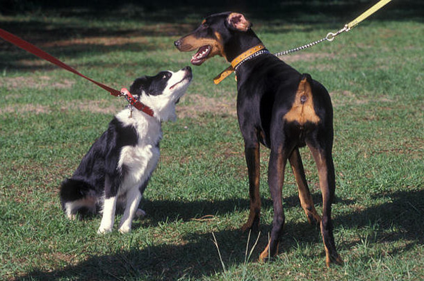 狗行为培训学校举行百周年公园悉尼南威尔士澳大利亚