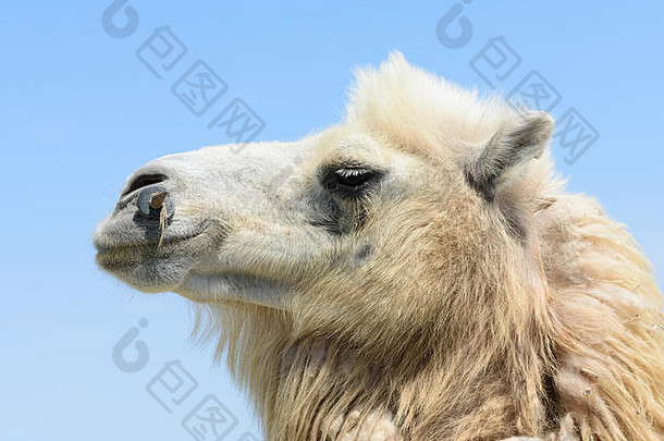 大夏的骆驼哈萨克斯坦失去厚皮毛冬天