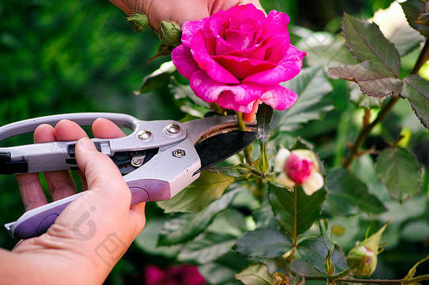 女人手园艺剪切机切割粉红色的玫瑰布什
