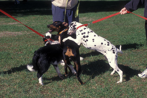 狗行为培训学校举行百周年公园悉尼南威尔士澳大利亚