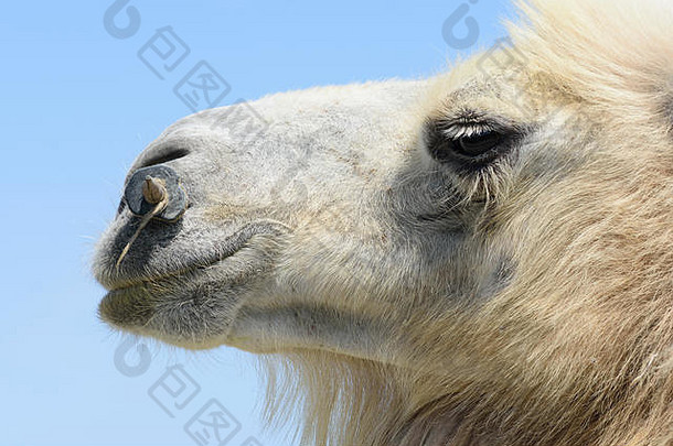 大夏的骆驼哈萨克斯坦失去厚皮毛冬天