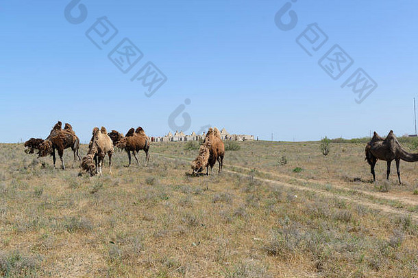 大夏的<strong>骆驼</strong>哈萨克斯坦失去厚皮毛冬天墓地背景