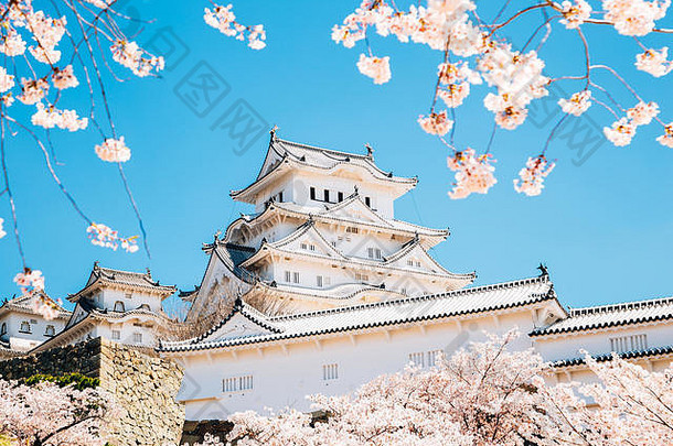 姬路城城堡春天樱桃花朵日本
