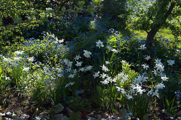 白色那喀索斯阴霾蓝色的brunnera有斑点的春天阳光斯普林菲尔德节日花园