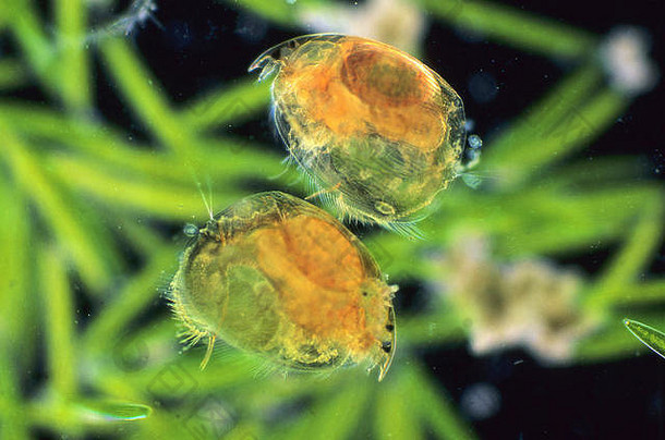 水蚤pulex水跳蚤鸡蛋桡足动物甲壳纲动物无脊椎动物视显微镜