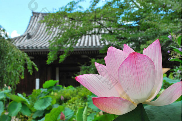 蓮花盛開寺廟為背景象徵著宗教佛教純潔寧靜