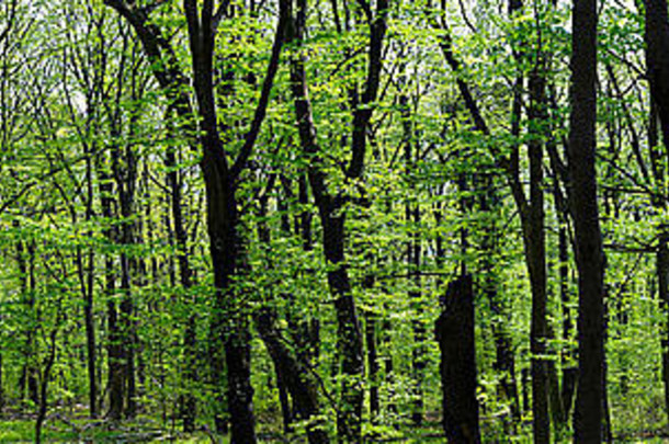 森林春天从视频山velem匈牙利