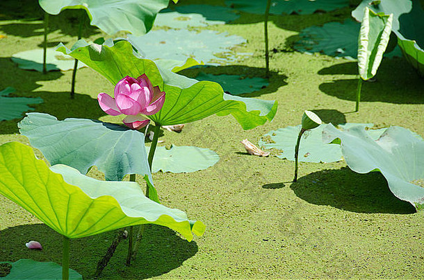 莲花花莲属椰子绿色莲花叶子池塘