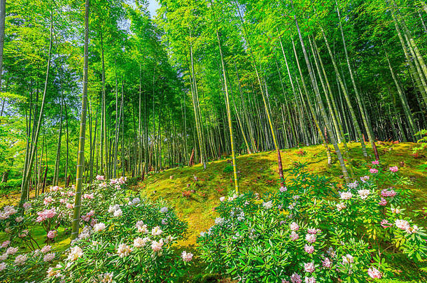 用花装饰的日本花园竹子森林天龙寺Zen寺庙岚山区《京都议定书》日本春天季节花园被称为几百花百花园