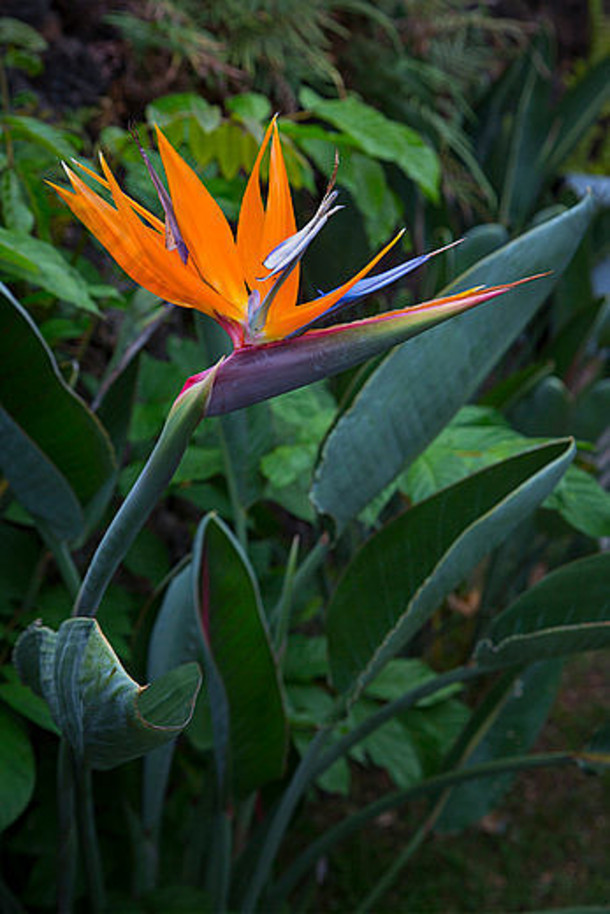 天堂鳥花夏威夷