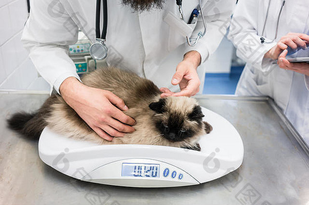 兽医把猫规模测量权重