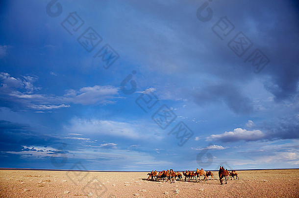 群大夏的骆驼戈壁沙漠蒙古