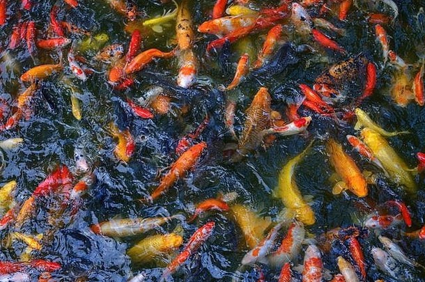 锦 鲤鲤鱼鱼上海中国