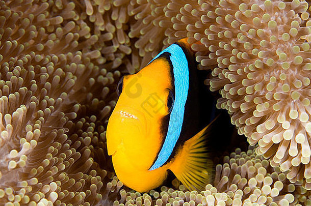橙色好小丑鱼安菲普瑞恩chrysopterus庇护触角海葵鱼口开放显示牙齿