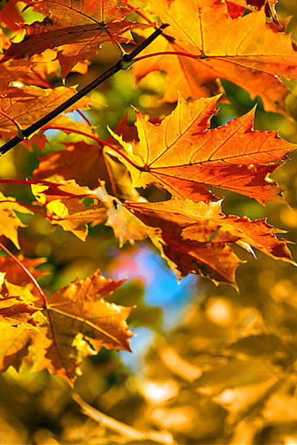 秋天彩色的叶子浅焦点